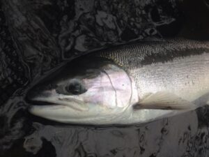 Read more about the article Why a small hook WINS for Great Lakes Steelhead
