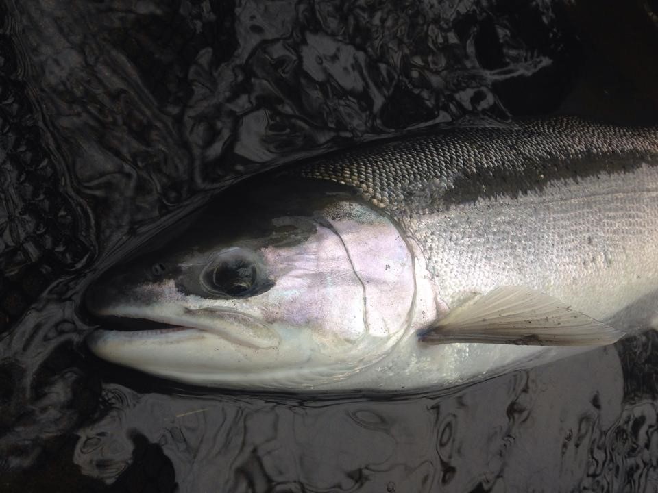 You are currently viewing Why a small hook WINS for Great Lakes Steelhead