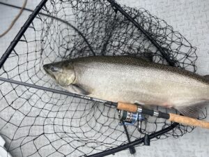 Read more about the article Salmon Cures: What Actually Matters When Curing Eggs for Salmon