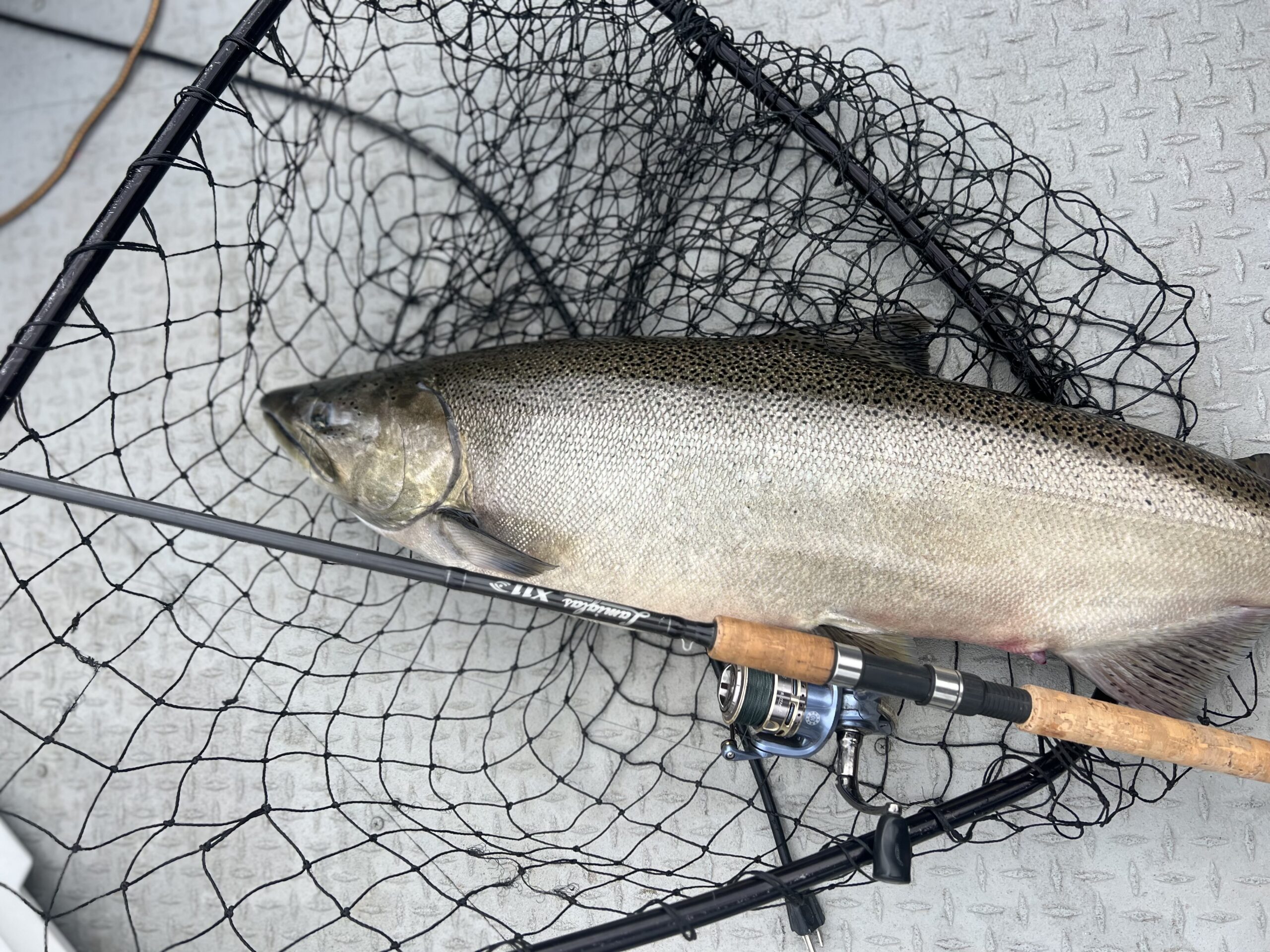 You are currently viewing Salmon Cures: What Actually Matters When Curing Eggs for Salmon
